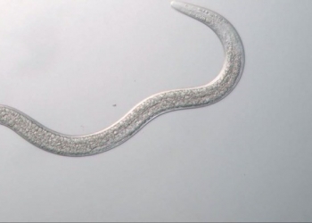 Vermi 41.000 Anni