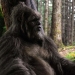 Sasquatch